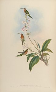 Phaethornis idaliae